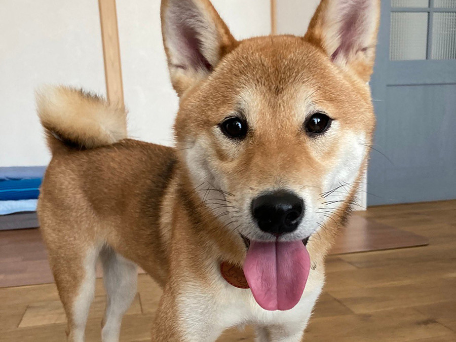 【可愛すぎ】扉の向こうで出迎える柴犬にツイッター爆笑。その理由とは? 「このお出迎えは疲れが吹っ飛びます! (笑)」「マインクラフト犬」「レゴ柴犬」の声