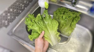 野菜高騰の今、しなしなレタスがシャキシャキに復活&長期保存できせる裏技に注目! 「うちのレタスはこれで3週間元気」