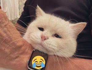 【ショボン】しおれた顔のおじいちゃん猫、どうしてそんな表情に!?-  「哀愁感w」「たまりません!」の声