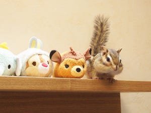 【擬態】ぬいぐるみに紛れたリアルなシマリス、その可愛さにウットリ。「奇跡の擬態ショット」の撮影秘話を聞いてみた!