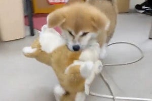 "マサル"をくわえて走る秋田犬に「可愛い～」の声が止まらない。