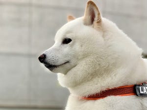 【ラピュタ】柴犬が受け継いだ“秘密の名前”にネット大興奮!!「正統なる王位継承者のオーラを纏っておられる」と敬意を払う人続出