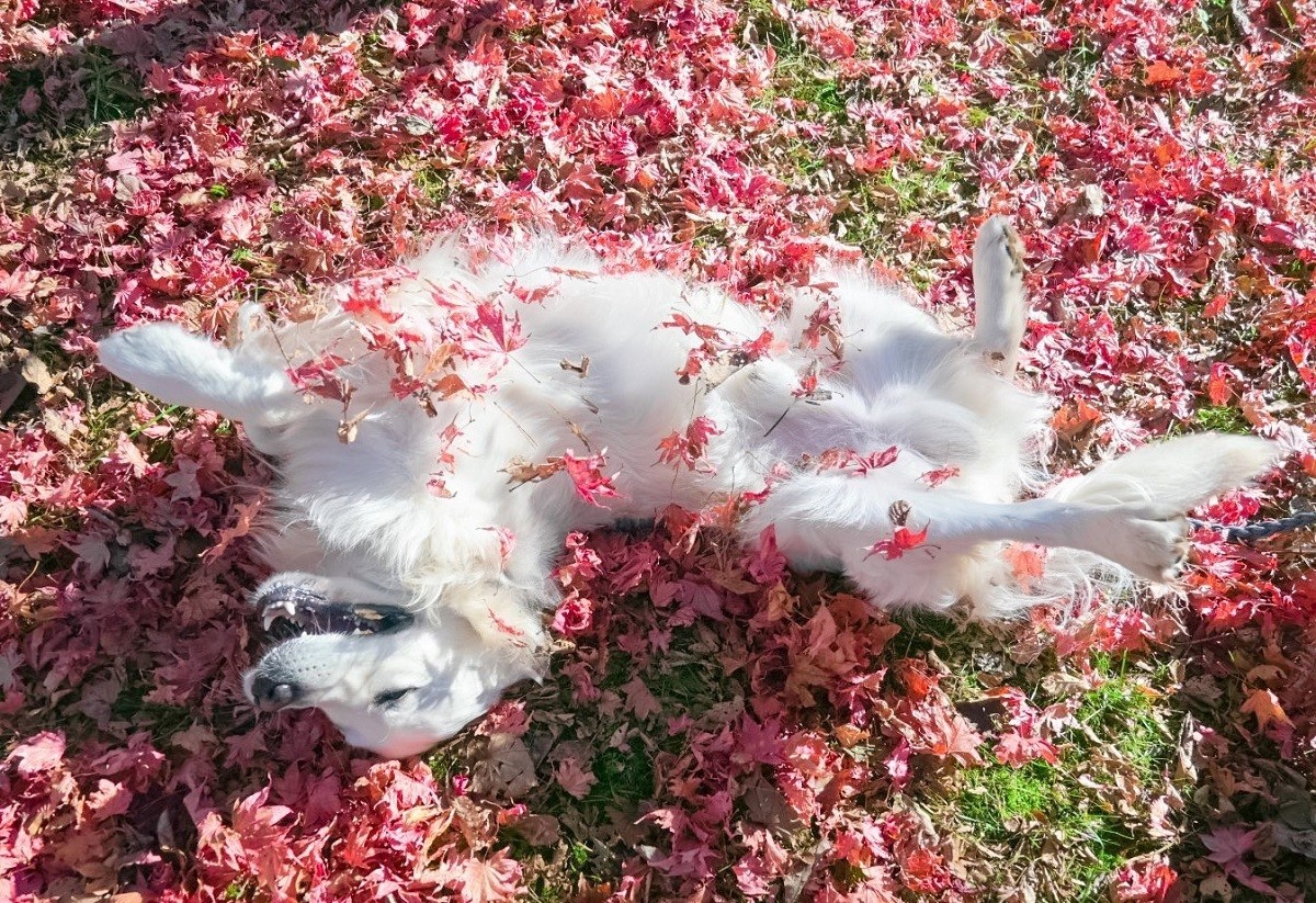 【映え】真っ赤な秋を満喫するゴールデンレトリバーに、「えになるね!」「紅葉浴楽しそう」「なんちゅ〜 嬉しそうに 、、、」の声集まる