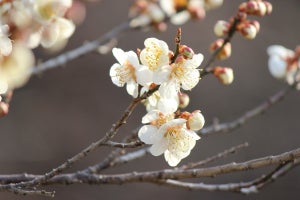 「松竹梅」のランクはどれが上? 意味や由来、「松竹梅の法則」について解説