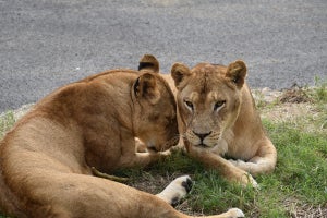 ライオンバスや「日本唯一」のタスマニアデビルも! 多摩動物公園が進化した