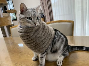 【暖かそう】「ネッコウォーマー」で“神”に変身した猫が話題に! - 「ゴージャス」「とてもお似合い」