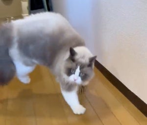 【ズドドド!】カメラに向かって“やんのかステップ”で近づいてくる猫に「もふもふがオラオラで走ってくる」「いつまでも見ていられる」と称賛の嵐