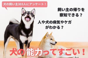 愛犬は言葉を理解すると思う人は9割弱、「犬は話せない方がいい」3割以上