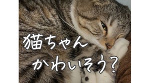 【どう思う?】「室内飼いの猫はかわいそう」上司の一言にモヤッ - 「自由を取るか、平和を取るか」「もやもや分かります!!」の声も