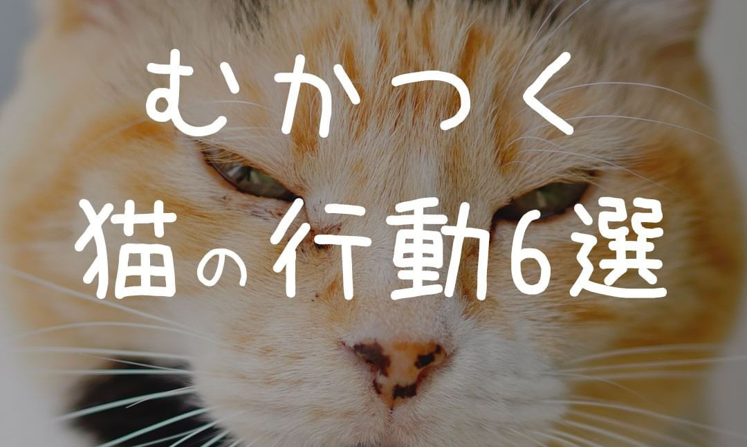 【やめて～!】深夜の運動会、滝ゲロ、耳元でニャー「むかつく猫の行動6選」があるあるすぎ! - 「着地点飼い主ほんまやめて」「ぜーんぶ分かります(笑)」の声も