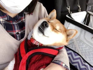 【スヤァ】病院の待ち時間なのにリラックスしすぎな柴犬に9.6万いいね! 「この後待ち受ける恐怖をこのイッヌは知らない」「胆が据わっているのか、現実逃避しているのか」の声