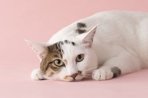 猫の名前ランキング、3年連続の1位は? - 5万5,319頭を集計