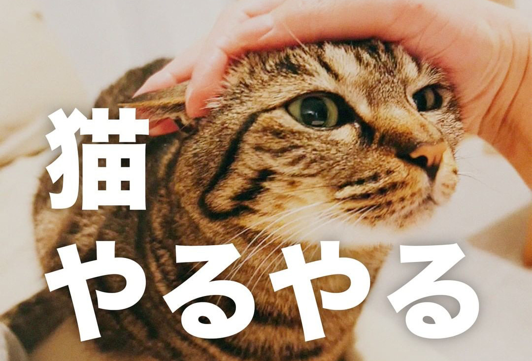 【ついつい】猫飼いやりがち「猫やるやる」8選に共感多数 - 「耳隠してドラえもん」「トイレのドアの隙間で遊ぶ」