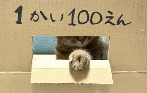 【怪しい商売】「1かい100えん」猫が始めた謎の店、お金を渡したら出てきたのは…? - 「100円いっぱい持って並びたい」「なんか御利益ありそう」と大繁盛!?