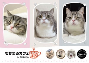 【世界で最も視聴されている猫】「もちまる」とのコラボカフェが渋谷パルコに登場!