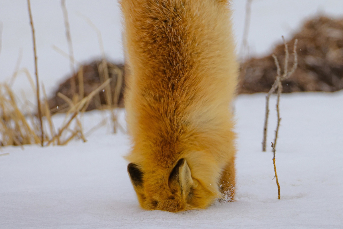 【キツネが刺さってる…!? 】野生のキタキツネの決定的瞬間を捉えた写真がツイッターで話題に - 「こんなにまっすぐ刺さるんだ」「野生のキツネが生えている映えている写真」