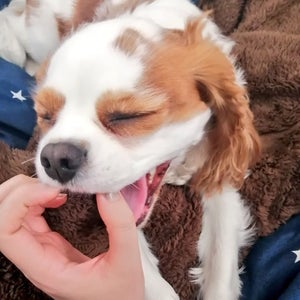 【可愛すぎる犬】飼い主さんが描く「キャバリアあるある」に「間違いないです笑」と共感の声集まる