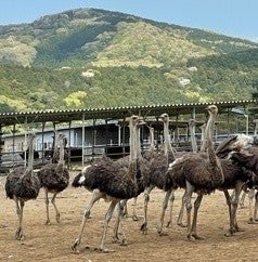 茨城県の牧場でダチョウを320羽飼育するのはなんと化粧品メーカー、なぜ?