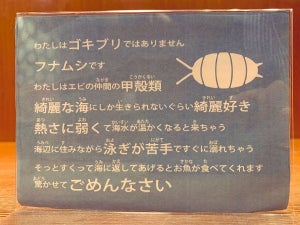 【切ない】「G」に間違われやすい「フナムシ」の生態に驚きの声! - 「え!?フナムシって…」「誤解しててごめん」「何から何まで切ない」