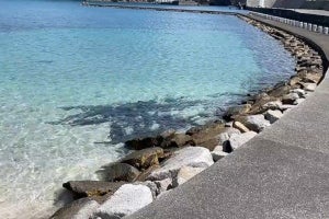 ギョギョッ! 母島の岸辺に群れる予想外の生き物は?