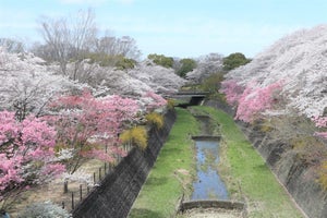 国営昭和記念公園の入園料がキャッシュレス対応! PASMOだけで半日楽しんだ