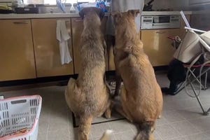 【嬉しっぽ】好物のにぼしを前にウッキウキの2匹の大型犬。「無茶苦茶可愛いーーーー!!!!」「大きな子供って感じ」「幸せな光景…」と話題に – そしてもう1匹が…?