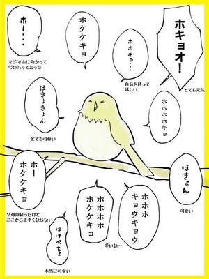 【ホキョオ!! 】なかなか上手く鳴けないウグイス。鳴き声の練習をまとめたイラストに「これ最高www」「下手可愛い」「自信持てぇ!!」の声