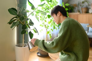 自宅にある「観葉植物」1位は? - 2位パキラ、3位モンステラ