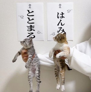 「うちもこういうのやれば良かったー!」子猫の命名式を撮影した投稿が「かわえぇのおぉ」「本当天使」と大反響