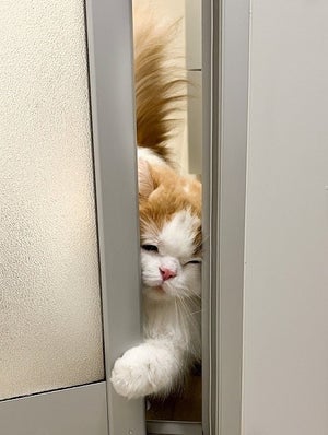 【にゃんと⁉】「一緒にお風呂に入りたい!」と願望を抱く愛猫の姿に「あかん。。可愛すぎる」「そ、そこまでして入りたいのかw」とTwitter民ほっこり