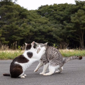 【何するにゃ!?】頬っぺをむにっ。猫の可愛すぎる瞬間とらえた一枚に「ひゃ〜か、可愛いぃぃ」「好きこれwwww」と3万いいね集まる - 大アフレコ大会も