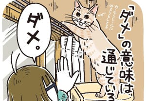 【キリッ】見られてなきゃセーフ!? "あの上"に登りたがる猫の様子に、猫飼いさんから共感の嵐!