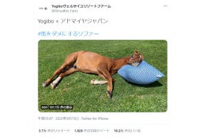 人をダメにするソファー、馬もダメにしてしまう