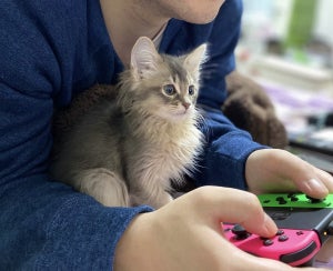 【メロメロ】どうぶつの森にホラゲー⁉ ご主人様とゲームに興じる猫に「うるうるじゃん…」「可愛すぎてしんどいです」とTwitter民悶絶