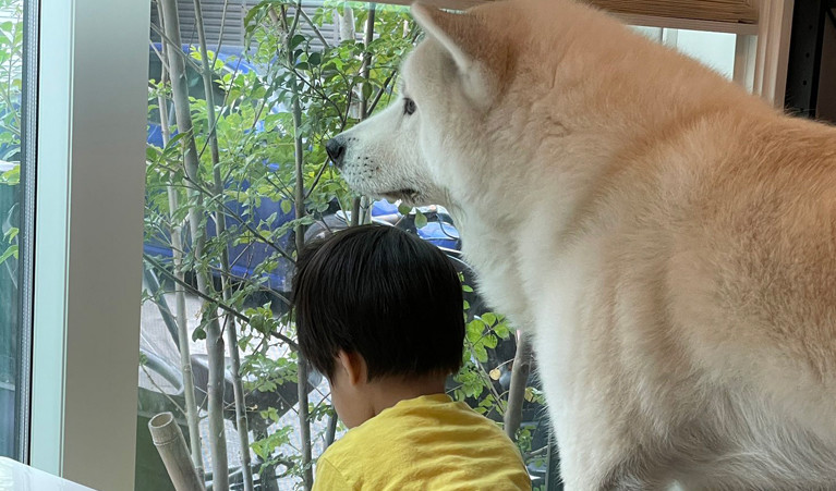 【まだかな】「ウーバーイーツ待ってる」秋田犬と男の子の後ろ姿にキュン! - おにいわんと弟くんの関係を聞いてみた!