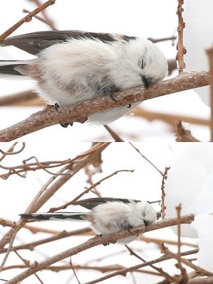 【天使の羽根休め】雪の妖精「シマエナガ」の貴重な姿を撮影。その姿に「きゃー!可愛い」「100点満点!」「その枝になりたい…」の声