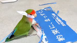 【一石二鳥】可愛すぎる“開封の儀”に癒される!「なんじゃこりゃ～可愛い…」「見事なクチバシさばき!」