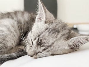 【甘えん坊】家に来たばかりの仔猫がお腹の上で熟睡する姿に「心掴まれた」「トイレにも行けない」と魅了されるユーザー続出!!