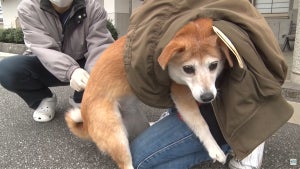 【ナレーションまでジワる】飼い主とワンちゃんの攻防戦! 狂犬病予防注射会場のドタバタ劇がYouTubeで話題に