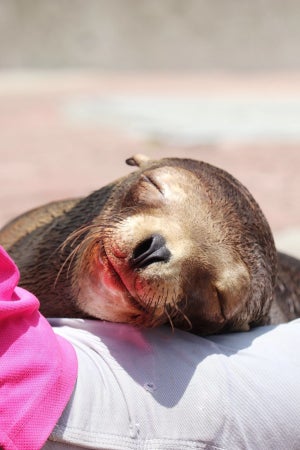 【天使降臨?】ショータイム廃止で話題の桂浜水族館。アシカの寝顔に「なんて幸せそうな顔するの」「とろけてまぅぅう〜」「天使かもしれん」と大反響