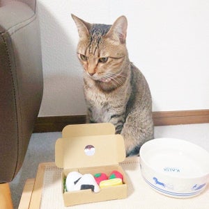 【全力無視】愛猫に"おもちゃのお弁当"を朝食に出したら……、ふてくされぶりに「最高ですね」「激おこですか?」「人間やん!」と大爆笑