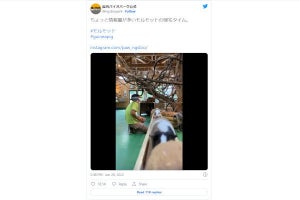 情報量が多すぎる「モルモットの帰宅」動画に、ネット「オールスター感謝祭w」