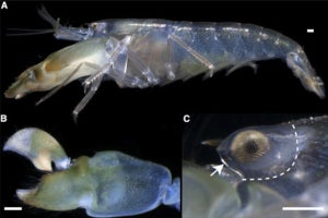 4,000℃のプラズマ衝撃波を出すテッポウエビが、自爆しない理由が明らかに