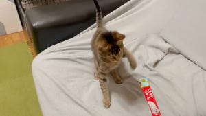 【ブチギレ】「私の知ってる猫の反応じゃなかった」子猫のちゅ～るデビュー動画が800万回再生越え! - 「いなばの社員さん茫然自失」「ちゅ～る拒否する猫いるのか」