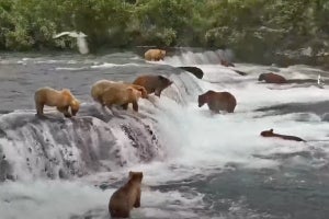 カトマイ国立公園のライブカメラが「クマめっちゃいるw」と注目の的に