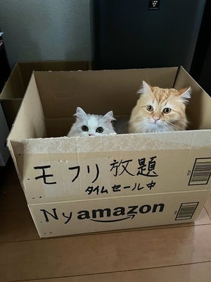 【ニャンと!?】 Nyamazon発のタイムセールにTwitter沸く! -「なんて斬新な企画!!」「会員になりたい…」「ポチりました!」と注文殺到