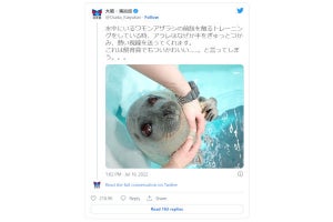 「ついかわいい」と言ってしまうワモンアザラシの写真に反響 - 大阪・海遊館