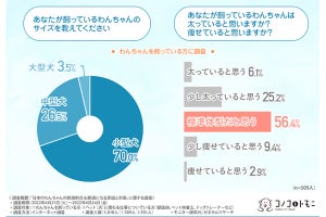 4割以上の犬が肥満!? 原因は食事のカロリーとおやつ、肥満によるリスクは?