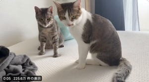 【なぜそうなった】2匹の猫の謎かわいい行動をとらえた動画が225万回再生!「これは80年代刑事モノのノリ」「シンクロ率200%」「何度見ても笑える」