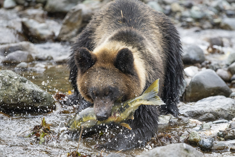 【道民あるある? 】「クマに悩まされてるあなたへ」という一文を見て思い浮かぶものは? 「これ分かりすぎてやばい」「道民じゃないけど思った! 」とツイッターで話題に